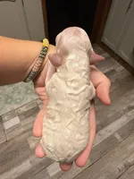 Mini, a female Poodle - Miniature  for sale in Guntersville, AL – Photo 3 of 4