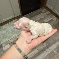 Mini, a female Poodle - Miniature  for sale in Guntersville, AL – 1 of 4
