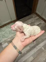 Mini, a female Poodle - Miniature  for sale in Guntersville, AL – Photo 1 of 4