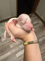 Mini, a female Poodle - Miniature  for sale in Guntersville, AL – Photo 2 of 4