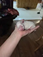 Maltese , a female Maltese for sale in Guntersville, AL – 2 of 3