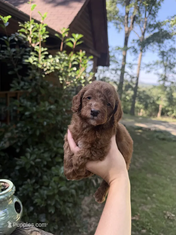Red male – Poodle - Miniature  puppy for sale in Guntersville, AL