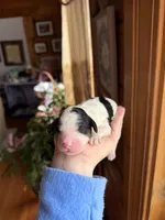 Bluebell, a male Poodle - Miniature  for sale in Guntersville, AL – Photo 1 of 3