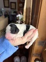 Bluebell, a male Poodle - Miniature  for sale in Guntersville, AL – Photo 3 of 3