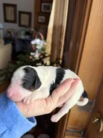 Bluebell, a male Poodle - Miniature  for sale in Guntersville, AL – Photo 2 of 3