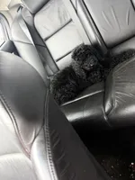 Esther, a female Poodle - Standard  for sale in Guntersville, AL – 4 of 10