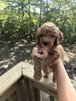 Crew, a male Poodle - Miniature  for sale in Guntersville, AL – 2 of 5