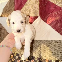 Apricot/white , a male Poodle - Miniature  for sale in Guntersville, AL – 4 of 4