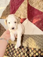 Apricot/white , a male Poodle - Miniature  for sale in Guntersville, AL – Photo 4 of 4