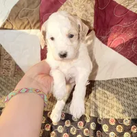 Apricot/white , a male Poodle - Miniature  for sale in Guntersville, AL – 3 of 4
