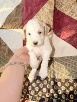 Apricot/white , a male Poodle - Miniature  for sale in Guntersville, AL – Photo 3 of 4