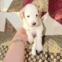 Apricot/white , a male Poodle - Miniature  for sale in Guntersville, AL – 1 of 4
