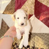 Apricot/white , a male Poodle - Miniature  for sale in Guntersville, AL – 2 of 4