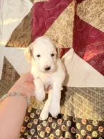 Apricot/white , a male Poodle - Miniature  for sale in Guntersville, AL – Photo 2 of 4