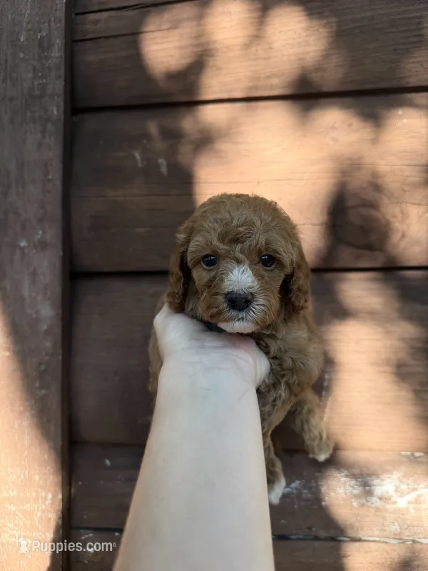 Cash – Poodle - Miniature  puppy for sale in Guntersville, AL