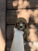 Cash, a male Poodle - Miniature  for sale in Guntersville, AL – 1 of 3