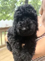 Esther, a female Poodle - Standard  for sale in Guntersville, AL – 2 of 10