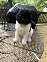 Venti, a male Poodle - Standard  for sale in Guntersville, AL – 6 of 6