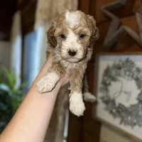 Mini poodle, a female Poodle - Miniature  for sale in Guntersville, AL – 3 of 3