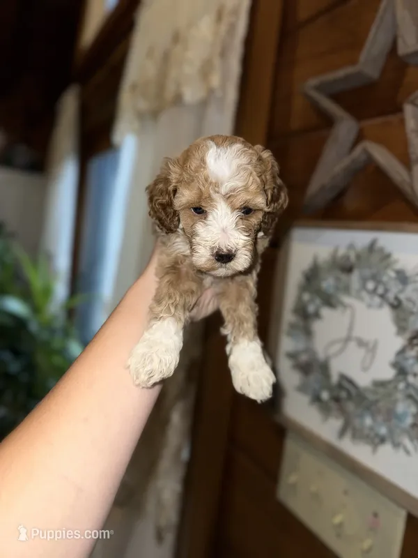 Mini poodle