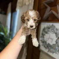 Mini poodle, a female Poodle - Miniature  for sale in Guntersville, AL – 1 of 3