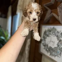 Mini poodle, a female Poodle - Miniature  for sale in Guntersville, AL – 2 of 3
