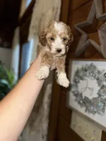 Mini poodle, a female Poodle - Miniature  for sale in Guntersville, AL – Photo 2 of 3