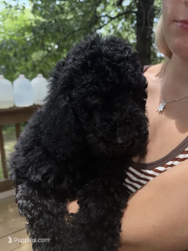 Esther – Poodle - Standard  puppy for sale in Guntersville, AL