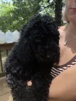 Esther, a female Poodle - Standard  for sale in Guntersville, AL – 1 of 10