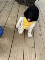 Venti, a male Poodle - Standard  for sale in Guntersville, AL – 3 of 4