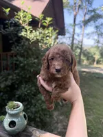 Red male, a male Poodle - Miniature  for sale in Guntersville, AL – 3 of 3