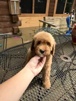 Red abstract female , a female Poodle - Miniature  for sale in Guntersville, AL – 3 of 4