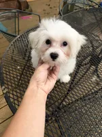 Male maltese, a male Maltese for sale in Guntersville, AL – 3 of 3