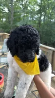 Venti, a male Poodle - Standard  for sale in Guntersville, AL – 4 of 4