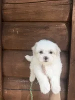 Malti , a male Maltese for sale in Guntersville, AL – 2 of 3