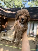 Crew, a male Poodle - Miniature  for sale in Guntersville, AL – 4 of 5