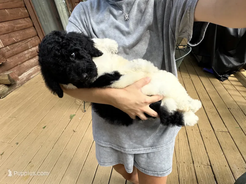 Venti – Poodle - Standard  puppy for sale in Guntersville, AL