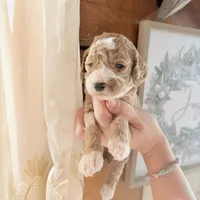 Sapphire, a female Poodle - Miniature  for sale in Guntersville, AL – 1 of 4