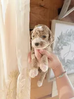 Sapphire, a female Poodle - Miniature  for sale in Guntersville, AL – Photo 1 of 4