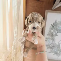 Sapphire, a female Poodle - Miniature  for sale in Guntersville, AL – 2 of 4