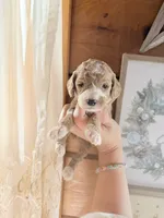 Sapphire, a female Poodle - Miniature  for sale in Guntersville, AL – Photo 2 of 4