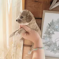 Sapphire, a female Poodle - Miniature  for sale in Guntersville, AL – 4 of 4