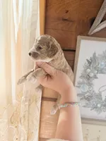 Sapphire, a female Poodle - Miniature  for sale in Guntersville, AL – Photo 4 of 4