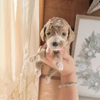 Sapphire, a female Poodle - Miniature  for sale in Guntersville, AL – 3 of 4