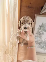 Sapphire, a female Poodle - Miniature  for sale in Guntersville, AL – Photo 3 of 4