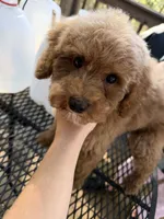 Rowdy , a male Poodle - Miniature  for sale in Guntersville, AL – 2 of 6