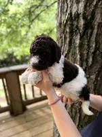 Mochi, a male Poodle - Standard  for sale in Guntersville, AL – 5 of 5