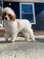 Red/white male, a male Poodle - Miniature  for sale in Guntersville, AL – 1 of 1