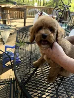 Rowdy , a male Poodle - Miniature  for sale in Guntersville, AL – 4 of 6