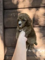 Cash, a male Poodle - Miniature  for sale in Guntersville, AL – 2 of 3